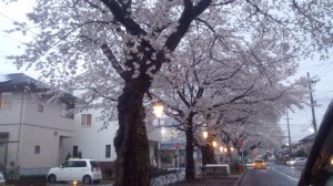 桜　３