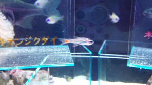 透明な魚　３