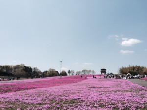 芝桜２