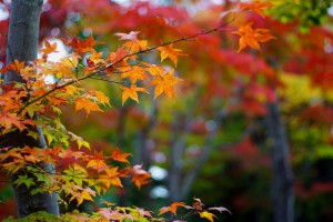 japanese-maple-tree